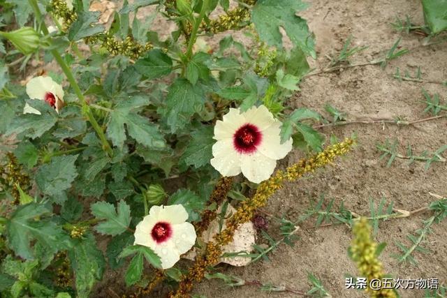 五蠹是哪五个，指的是哪五蠹？之首是儒术吗（中国麻类作物大全）