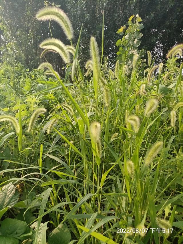 狗尾巴草,狗尾巴草能泡水喝吗(狗尾草图片)