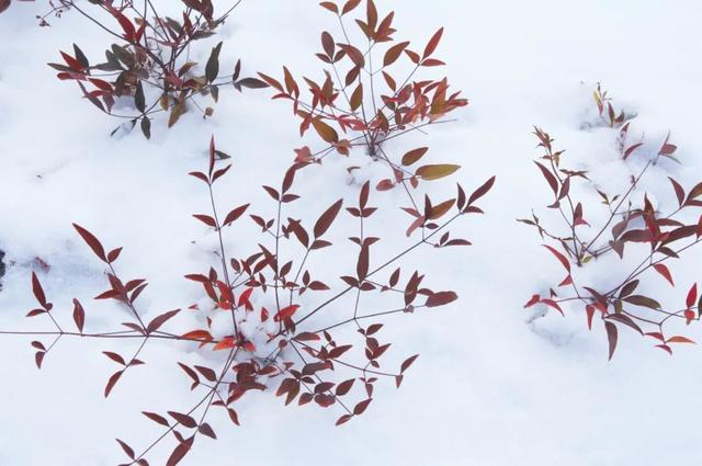 经典花诗歌句子，诗与花唯美句子（10首咏雪诗词）