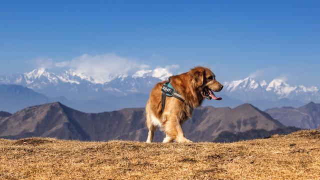 成年金毛多少斤，金毛成年体长多少厘米（生活变化太大了）