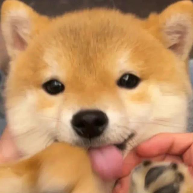 动物男头（你喜欢就好），微信头像，动物男头（你喜欢就好）（可爱头像‖很精致的小动物）