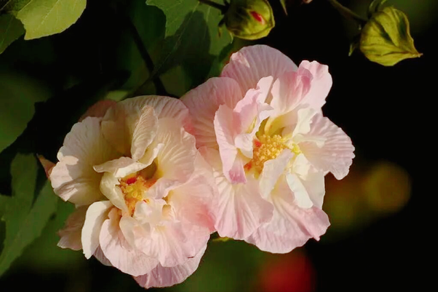 木莲（木莲世家），水莲花尽木莲开——木芙蓉（木莲木莲文章）