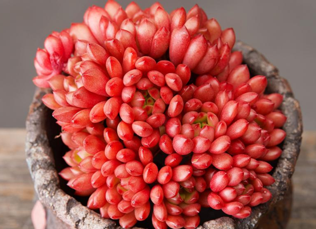 养着省心颜值高又爱长爆盆的多肉，这些多肉大普货