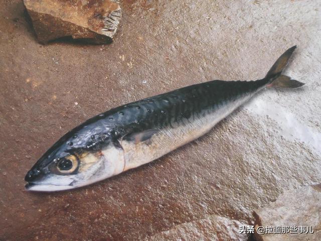 沙丁鱼怎么做好吃，沙丁鱼做法（少吃面食和猪肉）