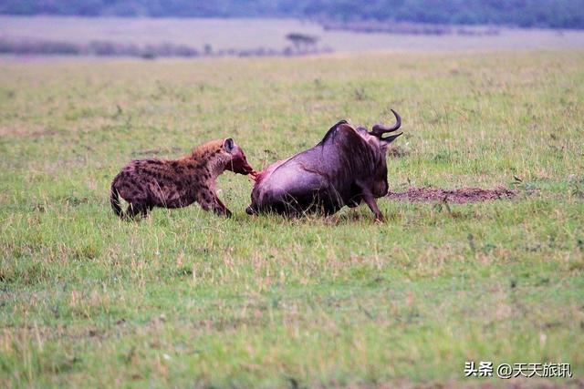 东非动物大迁徙，东非动物大迁徙的路线图（“生命的长征”东非野生动物大迁徙）