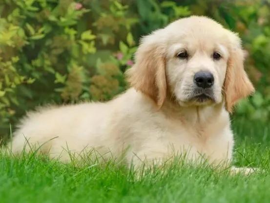 迷惑行为是什么意思，迷惑行为是什么意思啊（狗狗的迷惑行为都代表什么意思）