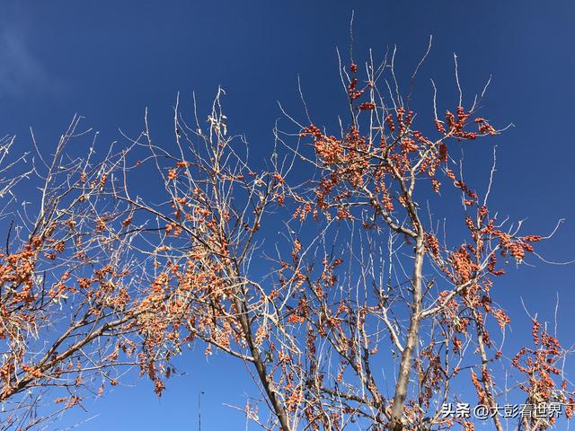 腾格里沙漠攻略，腾格里沙漠旅游攻略（见过腾格里沙漠的一年四季吗）