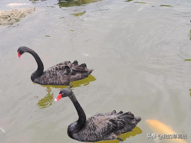 十一假期出游可畅玩银杏湖乐园，湖光山色风景迷人