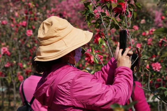 大理市春季赏花去哪里，大理开花季节（春之大理，与茶花“约会”）