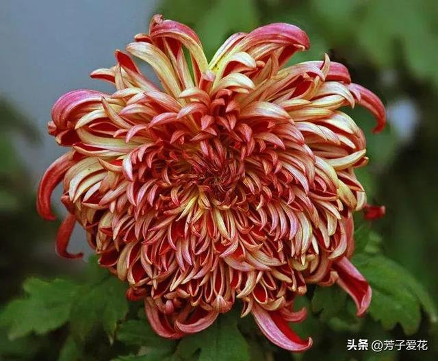 菊花的品质和精神，菊花代表着什么精神品质（粉黛舞魅的菊花品种）