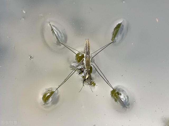 香油是什么，香油是什么意思（农村水上常见昆虫）