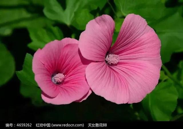 锦葵花寓意，锦葵花花语是什么（小巧精致的锦葵花）