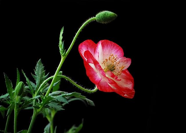 世界上最漂亮的花，世界上最漂亮的十种花（世界上最美的花，只为他开放）