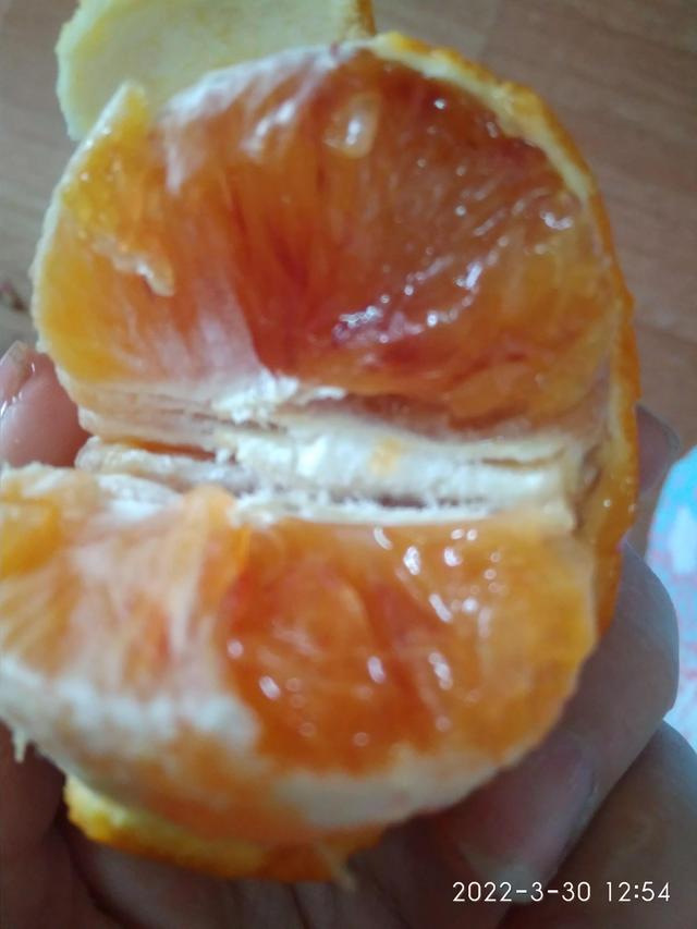橙子一半红一半黄是什么情况，橙子一半红一半黄是什么情况（橙子红黄丝 能吃吗）