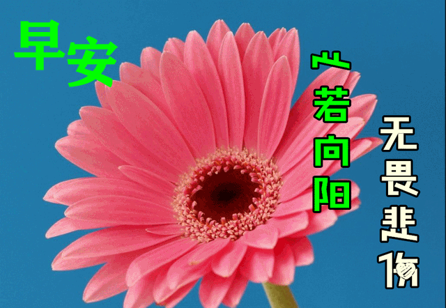 美图，美图秀秀怎么p图（早晨好幸福暖心的问候图片鲜花带字）