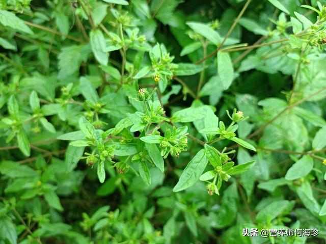 豨莶草的功效与作用，老人却称为“风湿草”