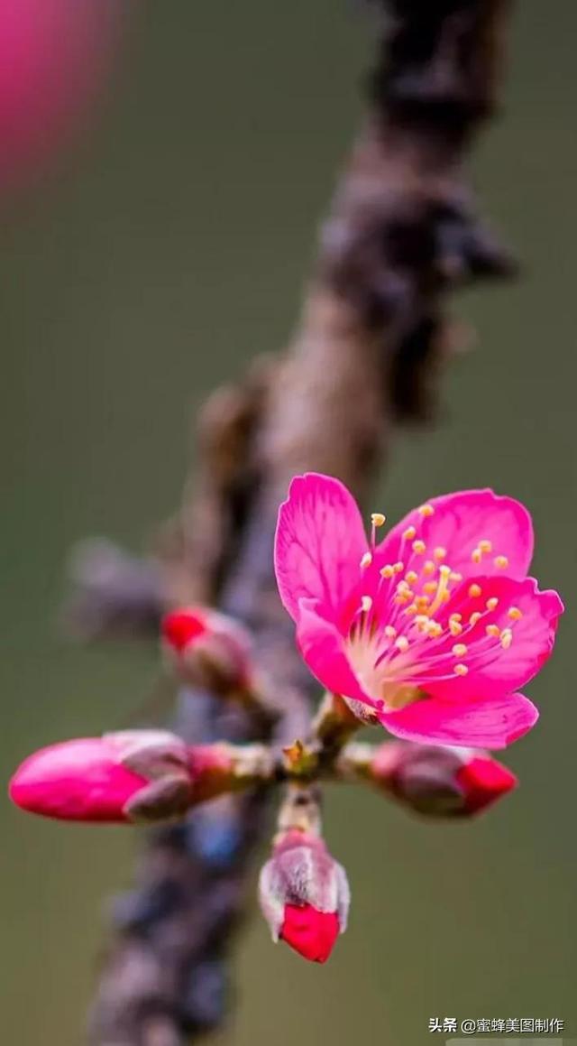 适合发心情的图片   赏图愉快哦:），关于发心情的图片（鲜艳欲滴的花朵）