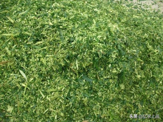青储小麦比正常小麦早多久，青储小麦和青储玉米营养对比（你所不知道的小麦青贮）