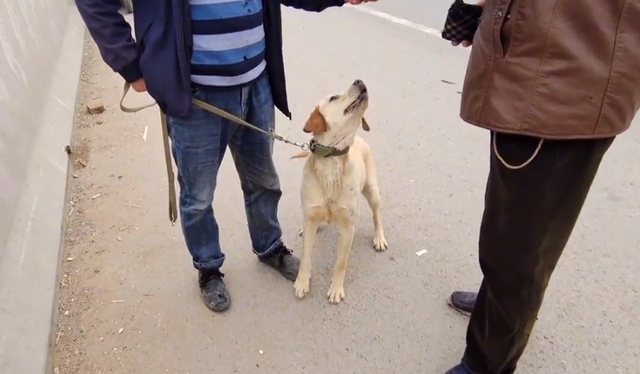 拉布拉多幼犬价格多少钱一只，拉布拉多犬幼犬价格（拉布拉多幼犬价格）