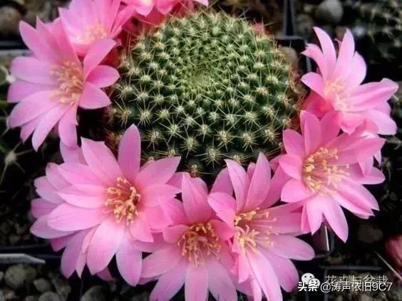 子孙球的风水学应用-子孙球在家居中的作用，子孙球寓意（分享—子孙球开花图片大全）