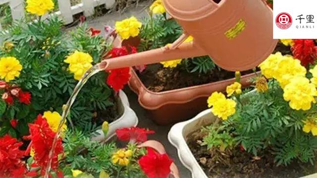 玉米水的功效与作用，新鲜玉米水的功效与作用（煮玉米的水是个宝）