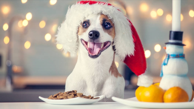 狗粮怎么喂才好，狗粮怎么喂（教你正确喂养狗狗）