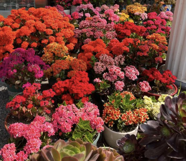 巴西木花语和寓意，巴西木开花的花语（养2盆镇宅、旺家）