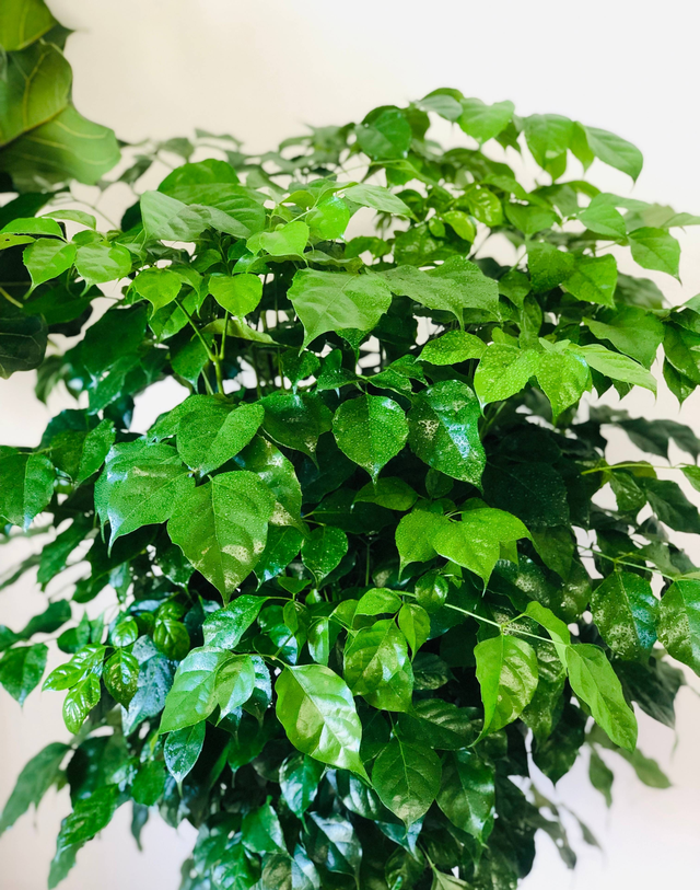 幸福树开花图片，夏季怎么养护幸福树（室内客厅养幸福树）