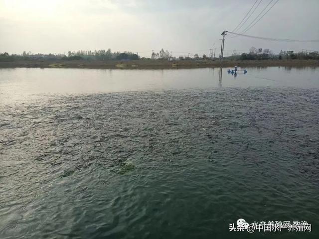 黄辣丁养殖成本与利润，在农村养殖黄腊丁（这个另类养殖模式）