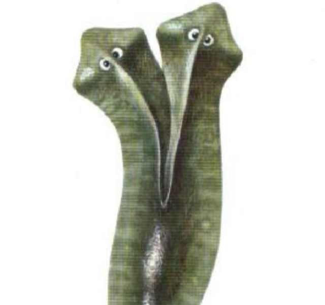 美西螈与蝾螈有什么不同，美西螈是两栖动物吗（“重生界巨头”的超强再生能力）