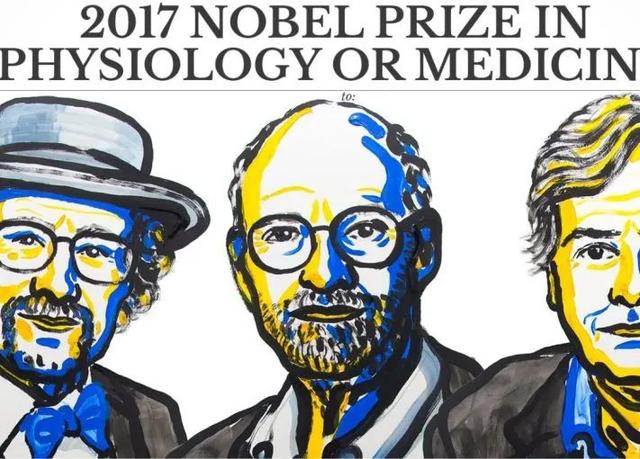 公鸡打鸣是什么时辰，公鸡一般什么时候打鸣（公鸡为什么会在早晨打鸣）