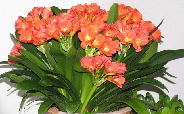 纯氧气能吸吗，纯氧气可以呼吸吗（建议养些“健康花”）