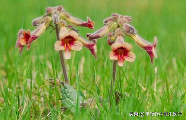上火便秘吃什么最快排便，吃什么能立马通大便（一个中成药养阴润肠）
