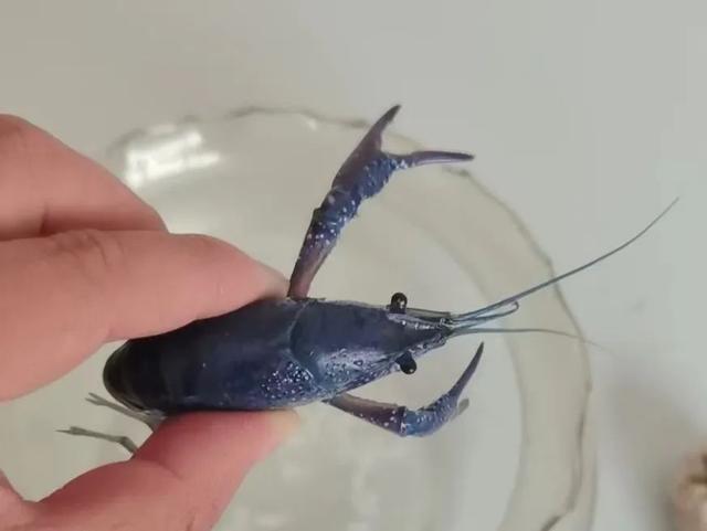 蓝色淡水小龙虾，蓝色淡水小龙虾怎么煮（几百万分之一的概率）