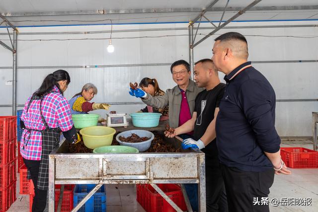 岳阳古城小龙虾，岳阳小龙虾是怎么练就“独霸”市场传奇神话的