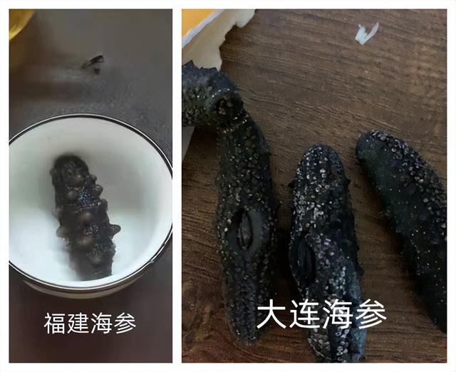 海参和辽参有什么区别，辽参和海参的区别（海参究竟选福建参还是辽参）