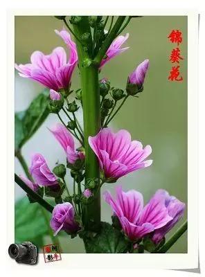 锦葵花寓意，锦葵花花语是什么（小巧精致的锦葵花）
