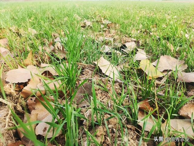 多花黑麦草图片，黑麦草常见品种有哪些（看看你家田间有吗）