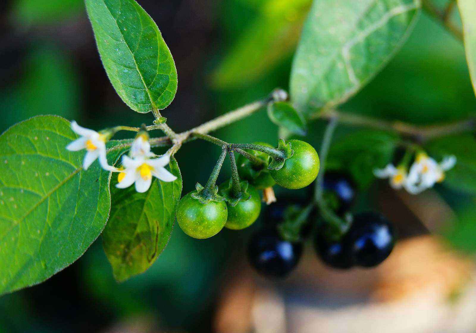 龙葵菜有毒吗(常采来当野菜吃,但它有毒,食用时要注意) - 彝家农业网