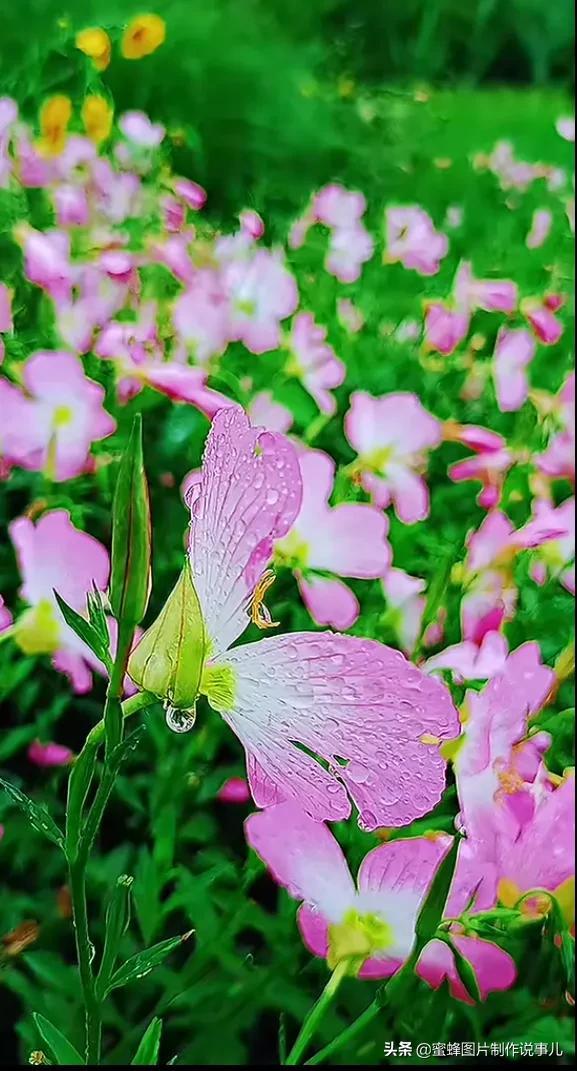 美图，可做壁纸，可以做壁纸的图片 唯美（愿你的生活像花一样灿烂）