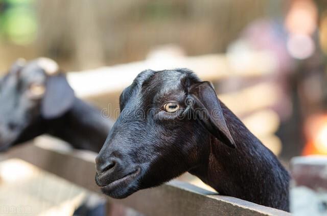 什么品种的羊适合圈养，什么品种的羊适合圈养繁殖快（看看这些推荐品种）