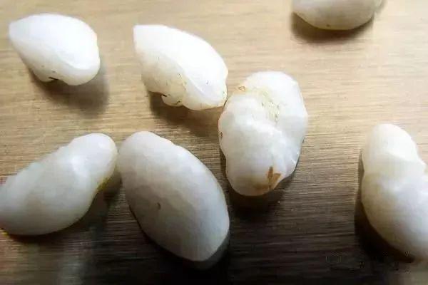 小黄鱼长大后会不会变成大黄鱼，为什么小黄鱼长不成大黄鱼（这几种鱼样子都很相似）