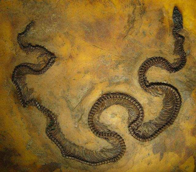 2,地球史上最大的蛇有多大?重达1吨,长达14米,以巨鳄为食