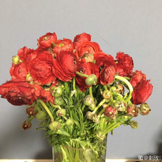 花毛茛如何种植，花毛茛怎么种（比月季还好看、好养）