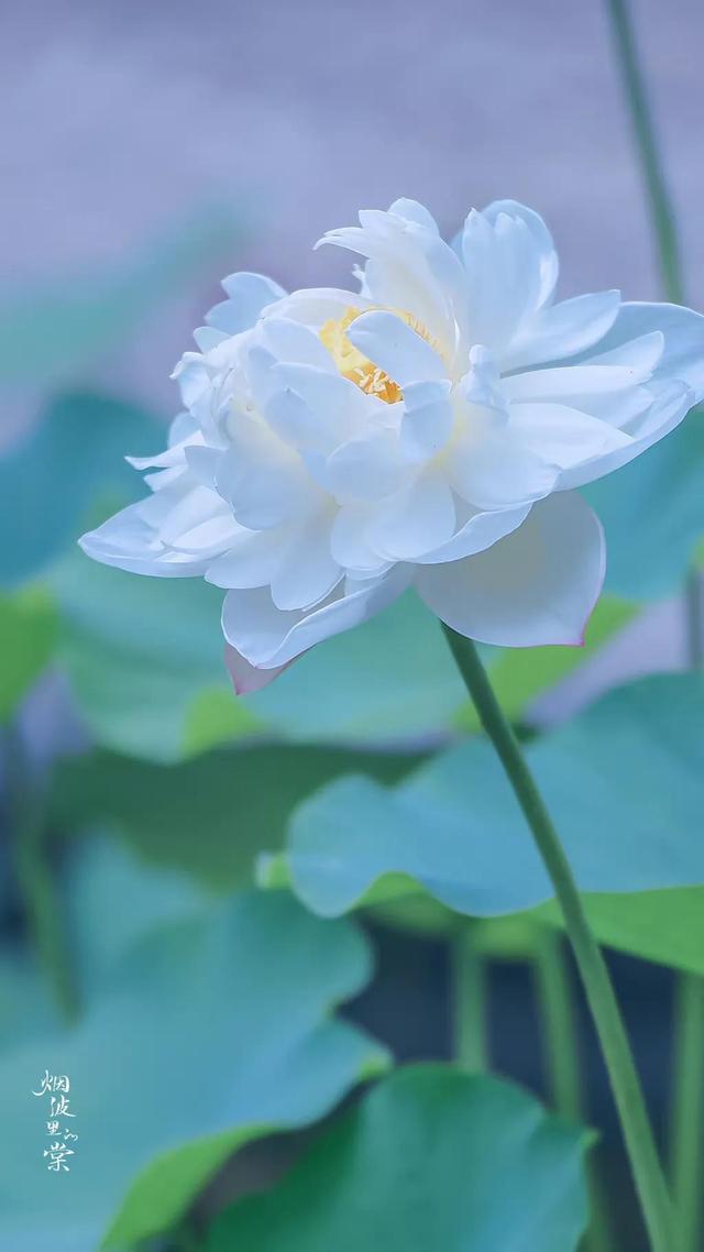 感恩相遇的句子，适合表达朋友相遇感恩的句子（佛说：感恩遇见，不负不欠）