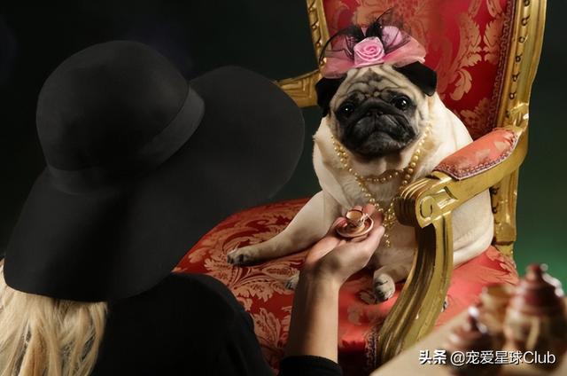 小狗的简单介绍，狗的介绍手抄报（狗狗也分高低贵贱）