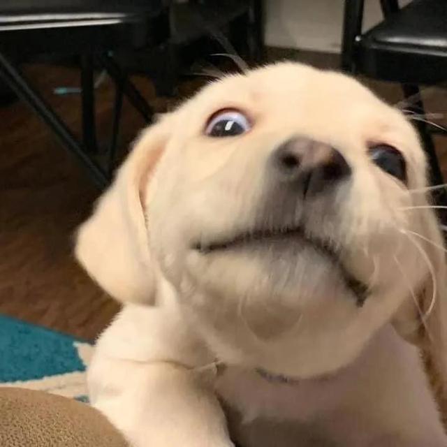 狗头像可爱微信头像，可爱狗狗头像（可爱狗子头像）