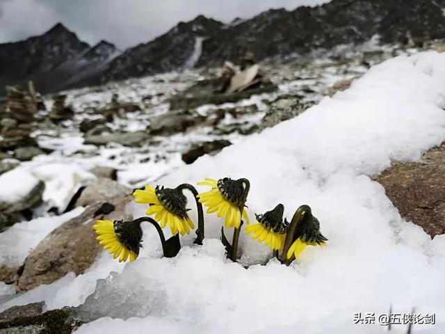 真的好想你，真的好想你你会在哪里什么歌（真的好想你原唱图片）