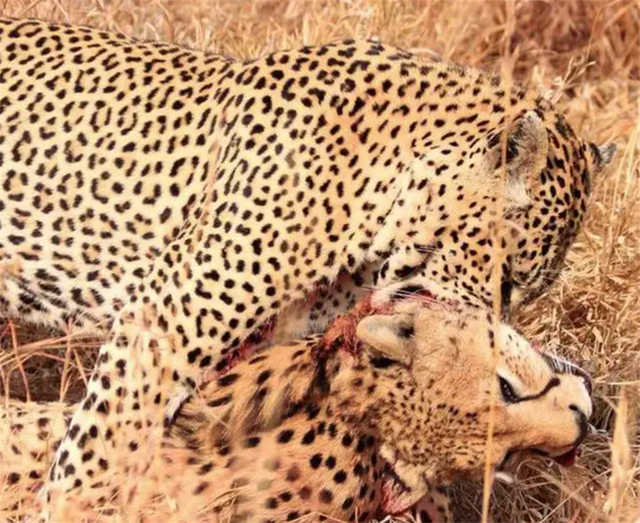 花豹为什么吃猎豹,花豹会捕食猎豹吗(却被吃素的箭猪刺伤)