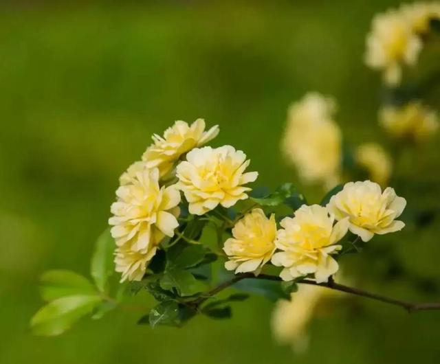 木香花为什么叫鬼招手，木香花为什么不能种（黄木香花，鬼招手）